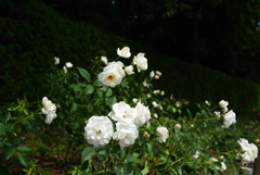 200609馬見丘陵公園06