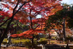 241206a鹿王院40