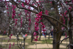 220312a京都植物園27