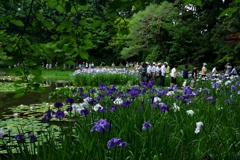 180608a平安神宮21+