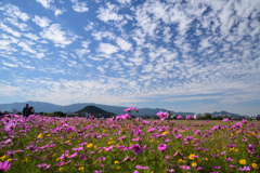 221021a藤原宮跡33