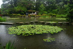 250603平安神宮21