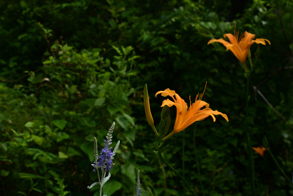 230801京都植物園16