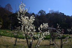 250310b枚岡梅林27