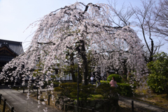 240330h上品蓮台寺15