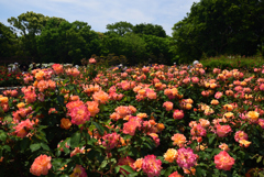 190512a長居植物園50