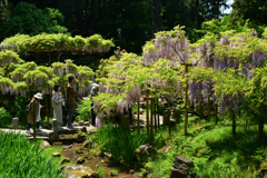 250429c萬葉植物園53