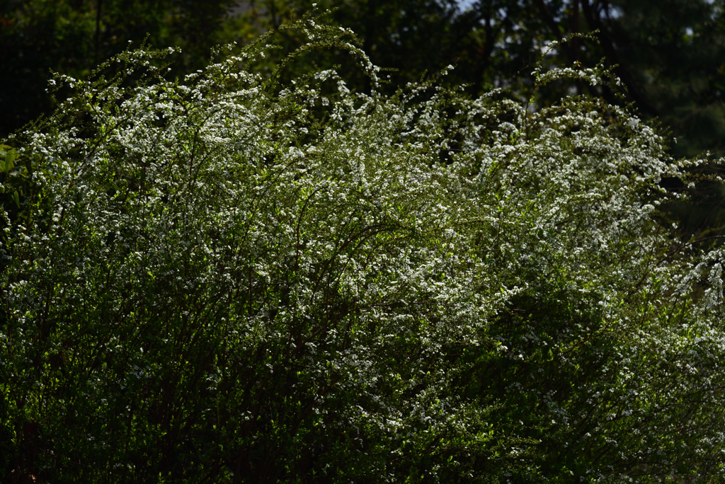 190324d京都御苑01