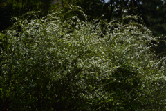 190324d京都御苑01