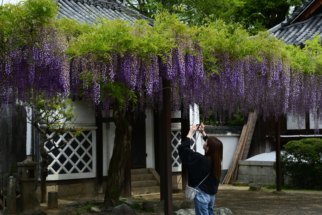 230421a葛井寺18