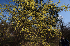 210211c京都植物園05