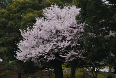 200329a奈良公園48