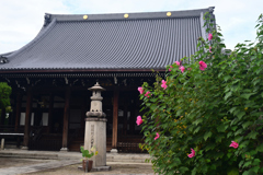 240927b妙顕寺31
