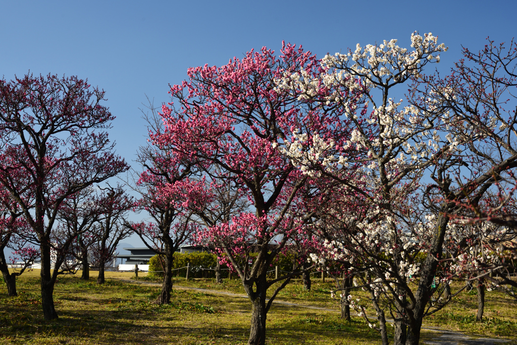 190205d梅小路公園24