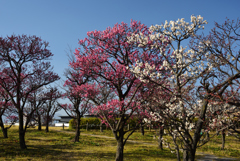 190205d梅小路公園24