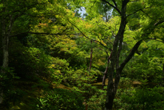 220623天龍寺50