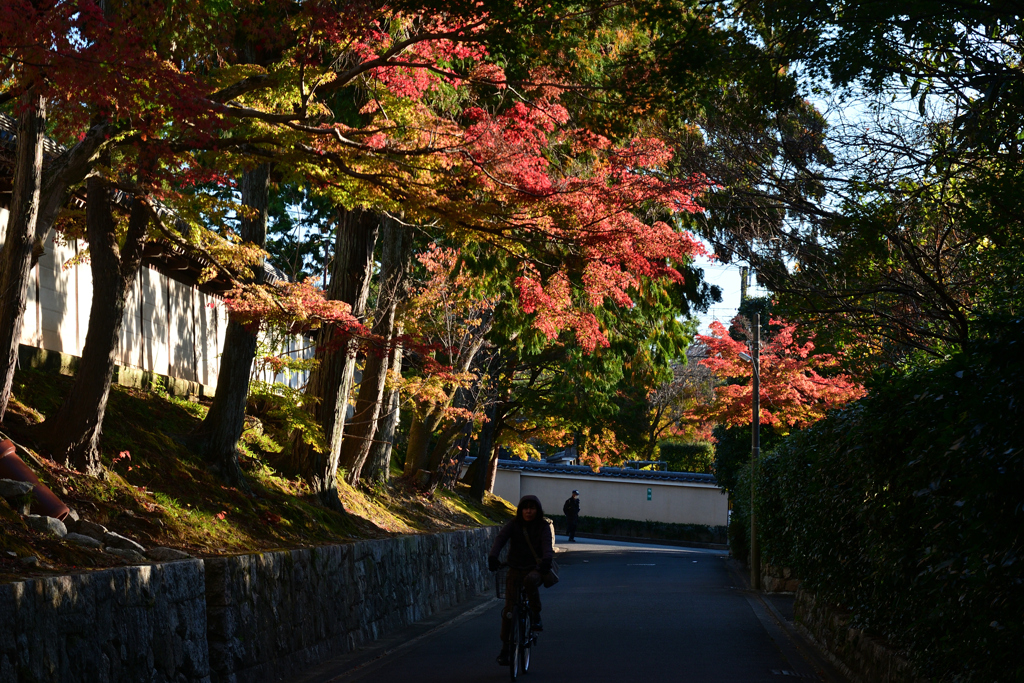 231121e東福寺54