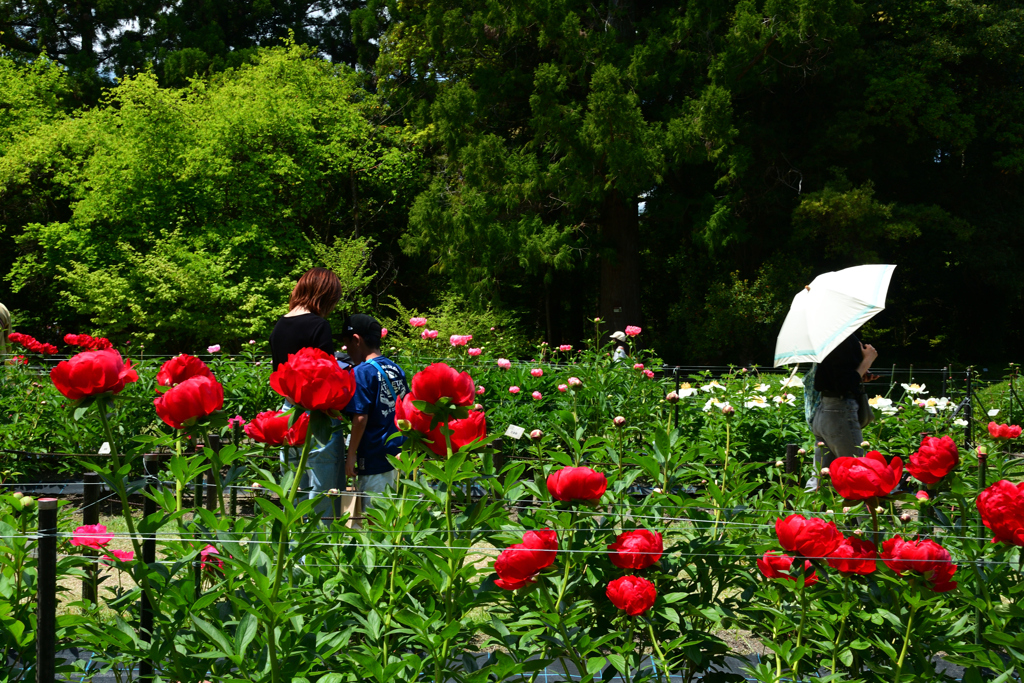 250504京都植物園31