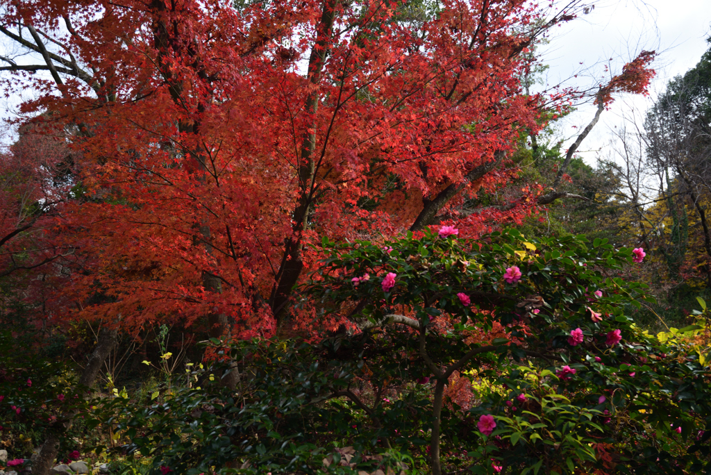 201213a京都植物園33