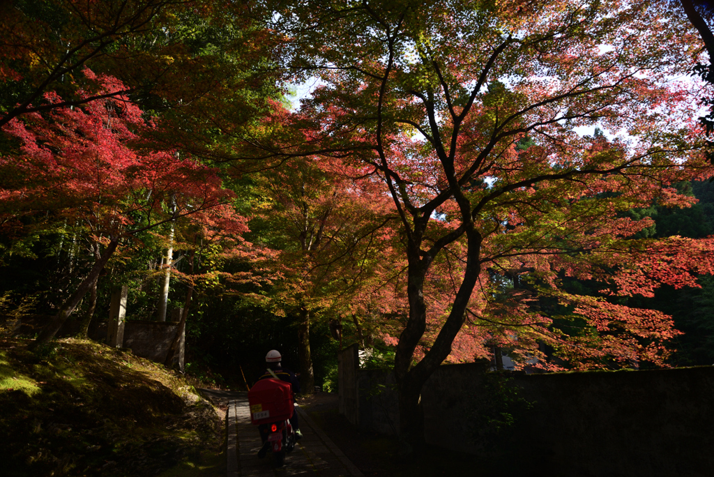 211116d吟松寺59