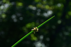 250902京都植物園31