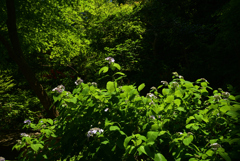 220612b浄瑠璃寺26