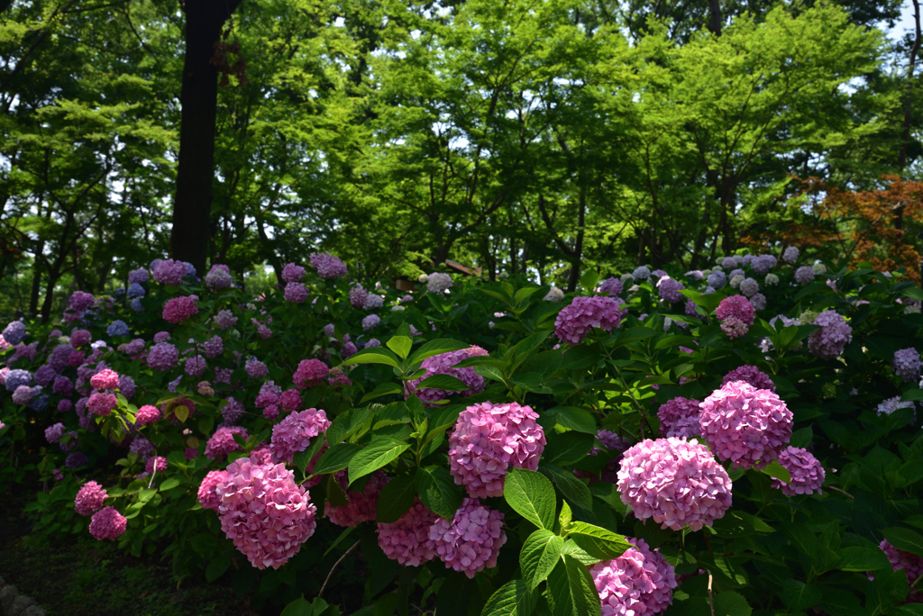 190620長居植物園45