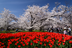 220405b京都植物園46