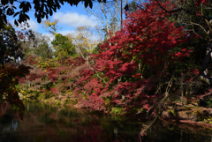 201121a京都植物園39