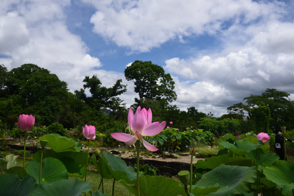 200712京都植物園38
