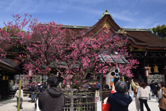 250314a北野天満宮15