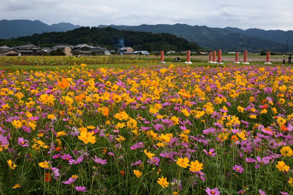 211018a藤原宮跡29