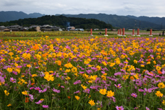 211018a藤原宮跡29