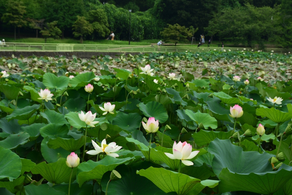 180712長居植物園06