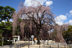 200320b千本釈迦堂05