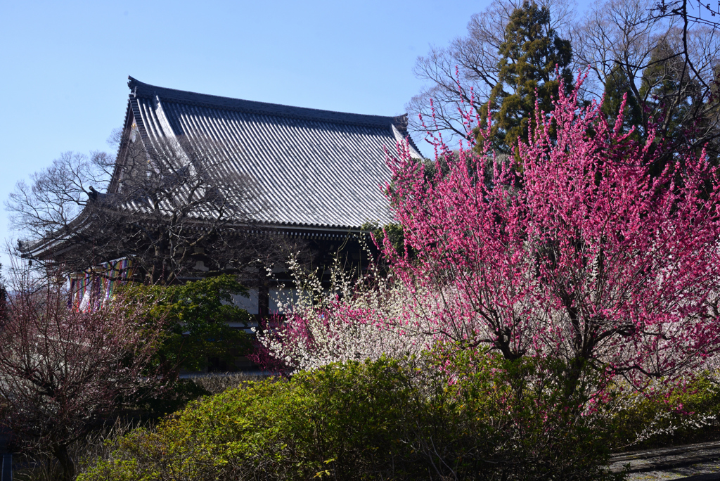250314d智積院33