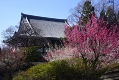 250314d智積院33