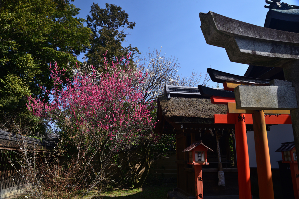 220308梅宮大社02