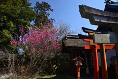 220308梅宮大社02