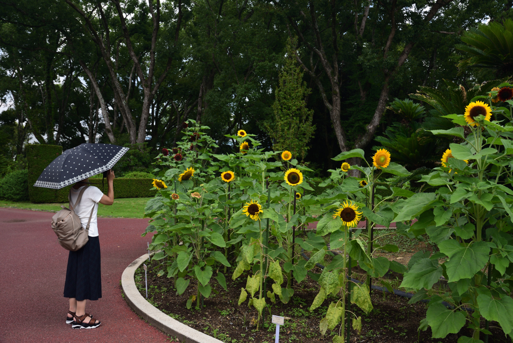 190731京都植物園48