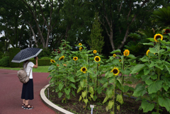 190731京都植物園48