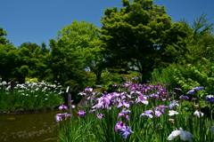 250605b大仙公園20