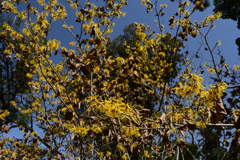 230311京都植物園01