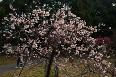240210a山田池公園13