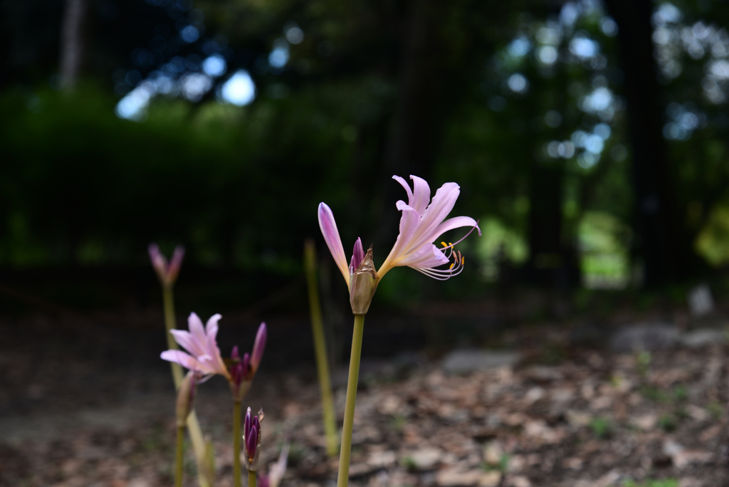 240823京都植物園35