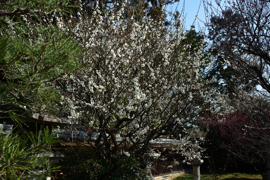 190305a梅宮大社07