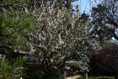 190305a梅宮大社07