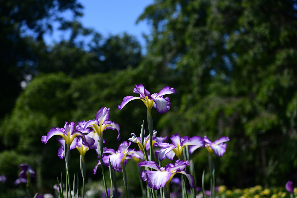 240604京都植物園44