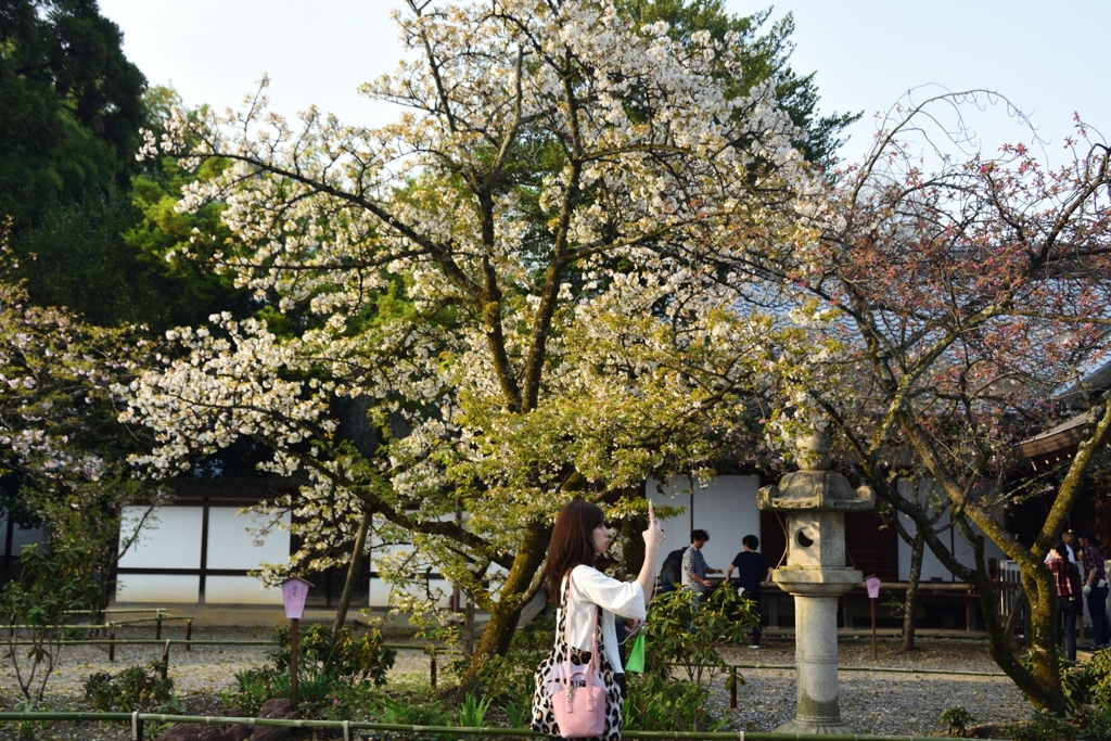 180402c平野神社49+