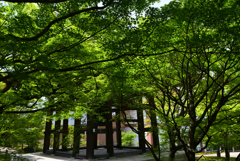 230428智積院09